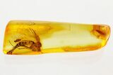 Detailed Fossil Fungus Gnat and True Midges in Baltic Amber #367525-1